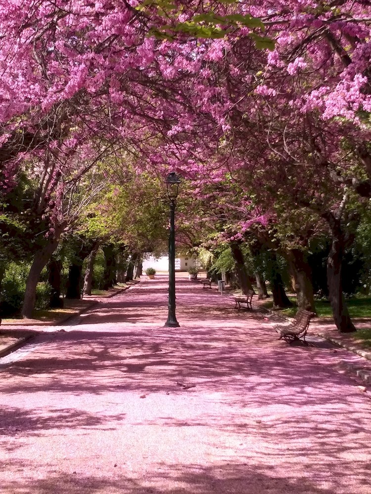 Municipal Garden of Elvas